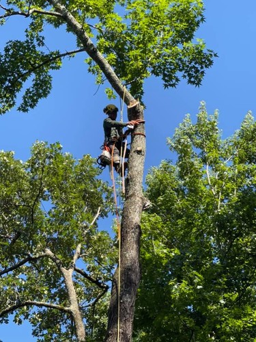 Tree Removal